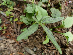 Cardamine nuttallii