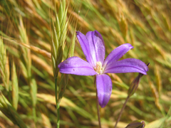Brodiaea filifolia