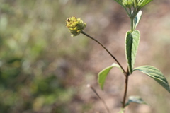 Lantana canescens
