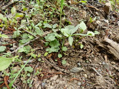 Cardamine nuttallii