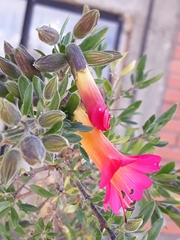 Cantua