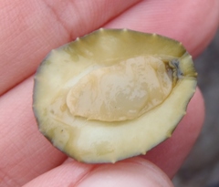 Onchidella nigricans