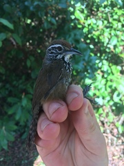 Pheugopedius maculipectus