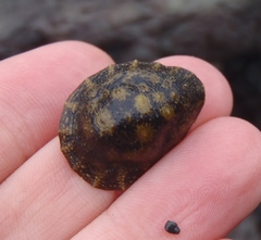 Onchidella nigricans