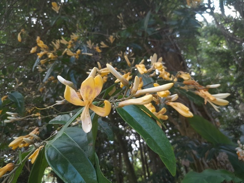 Xanthophyllum fragrans