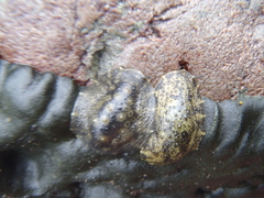 Onchidella nigricans