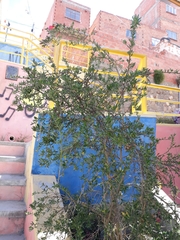 Cantua