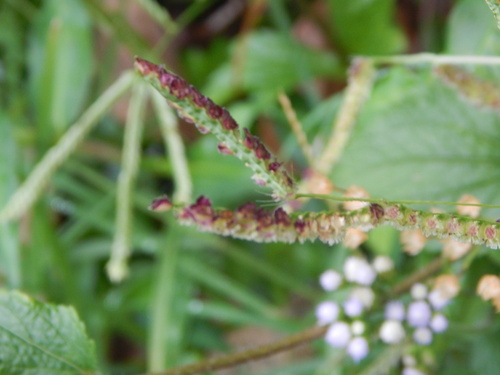 Paspalum fimbriatum iNat (3)