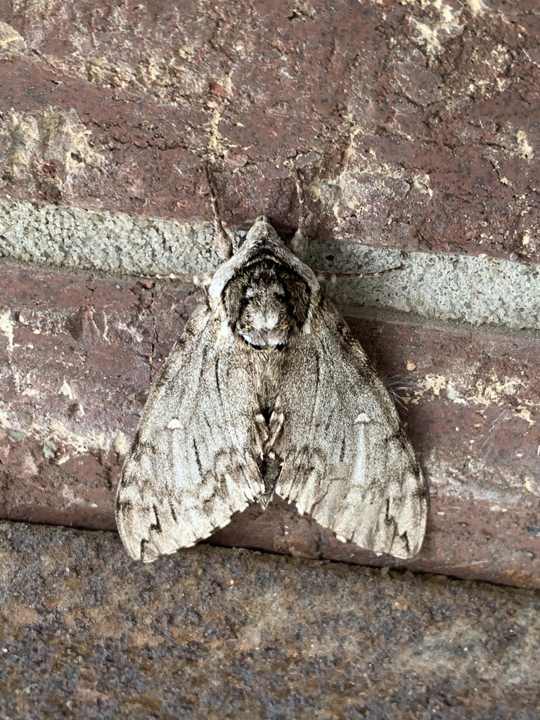 Waved Sphinx from Devine St, Jackson, MS, US on April 14, 2024 at 09:10 ...