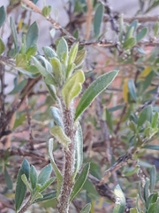 Cantua