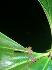 Pristimantis variabilis