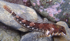 Bellapiscis lesleyae