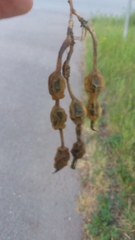 Styphnolobium