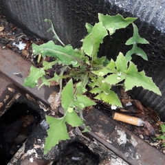 Sonchus oleraceus