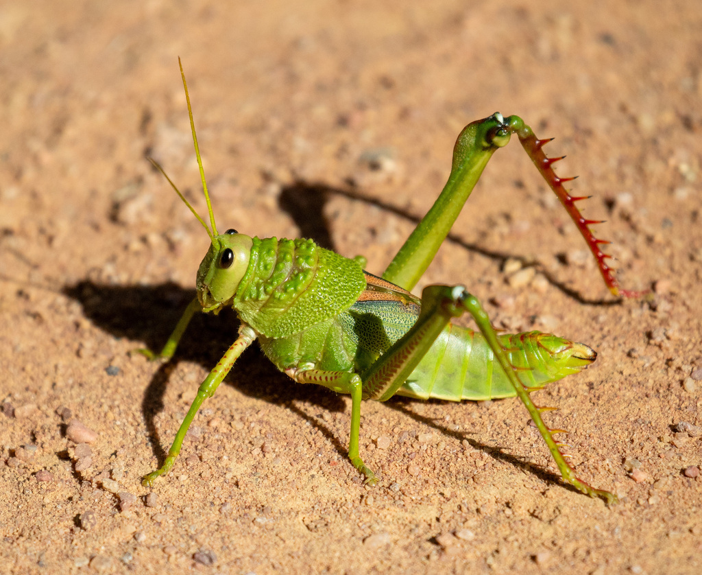 Brasilacris gigas
