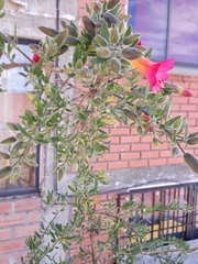 Cantua