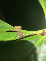 Pristimantis variabilis