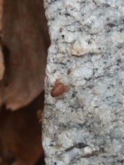 Myrmecophilus pergandei