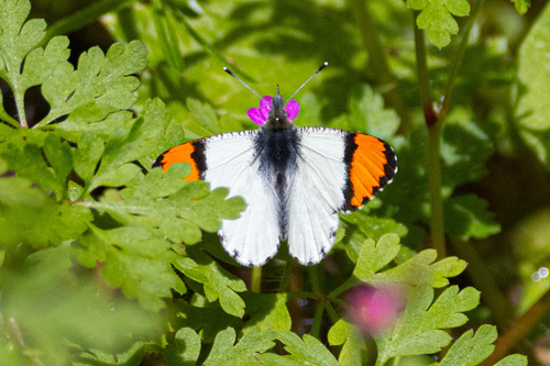 Sara Orangetip photo 4