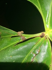 Pristimantis variabilis
