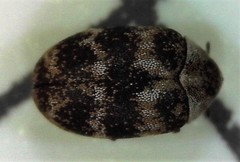 Anthrenus fuscus