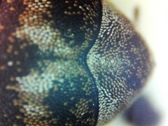 Anthrenus fuscus