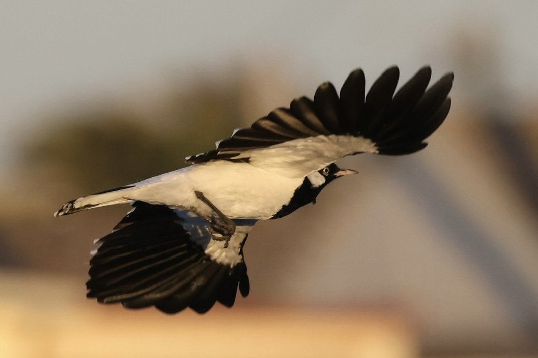 Magpie-lark (Grallina cyanoleuca) · iNaturalist