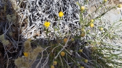 Acamptopappus sphaerocephalus