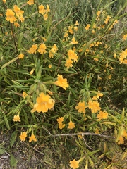 Diplacus longiflorus