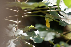 Setophaga petechia image