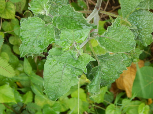 Physalis peruviana observed 2024-04-14