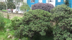 Varronia cylindrostachya