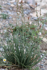 Asphodelus fistulosus