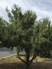 Juniperus flaccida