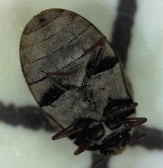 Anthrenus fuscus