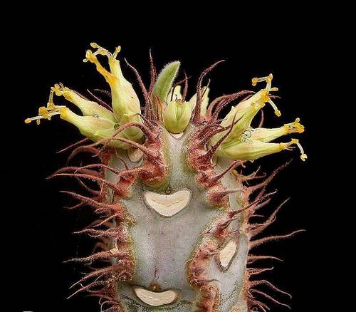 Euphorbia iharanae