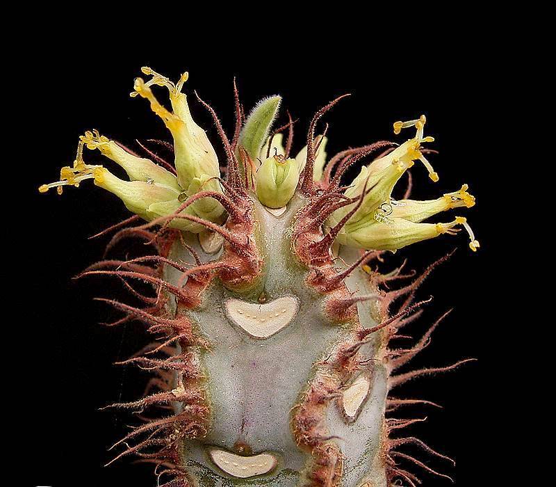 Euphorbia iharanae