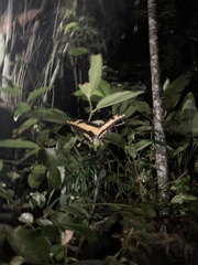 Heraclides thoas cinyras
