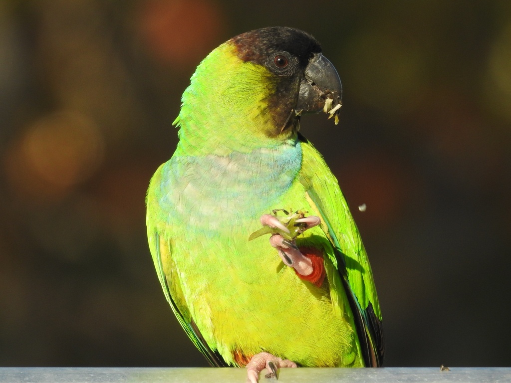 Nanday Parakeet