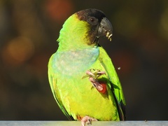 Nanday Parakeet photo 1