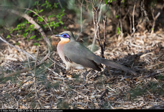 Running Coua photo 2