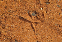 Running Coua photo 3