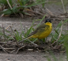 Motacilla flava feldegg