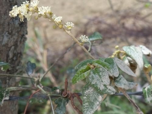 Croton origanifolius