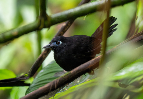 Zeledon's Antbird (Hafferia zeledoni), photo 8
