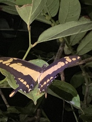 Heraclides thoas cinyras