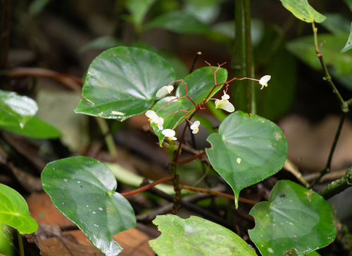 Image of Begonia multinervia by (c) Forest Botial-Jarvis, some rights reserved (CC BY)