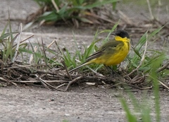 Motacilla flava feldegg