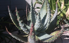 Aloe aculeata
