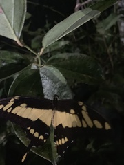 Heraclides thoas cinyras